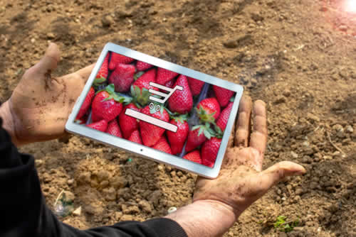 Digital marketing by a farmer